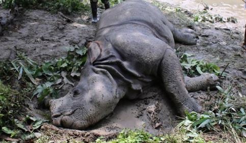 rhino-found-dead-in-narayani-river